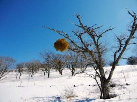 落葉樹に寄生する常緑の小低木で、冬でも青々として生命力を感じます。霧ヶ峰の八島ヶ原湿原、車山湿原、踊場湿原の三つの湿原内は、いずれも湿原保護のため木道がありません。湿原内の植物等を観察するには、周囲の木道から双眼鏡・望遠鏡などを利用して下さい。湿原内には積雪期も立入できません。　